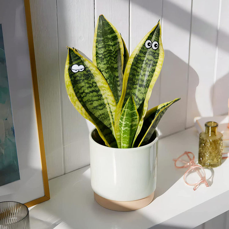 Plant Magnets Eyes for Potted Plants